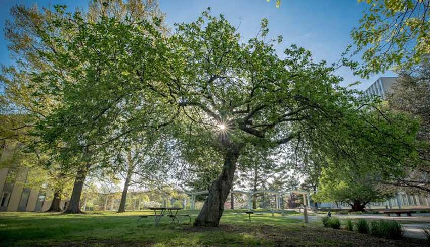 Newton's apple tree seeds from space propagated into saplings 